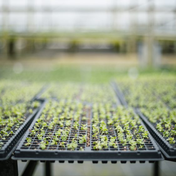406 Cell Seedling Tray 1.2mm