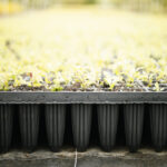 40 Cell Seedling Tray