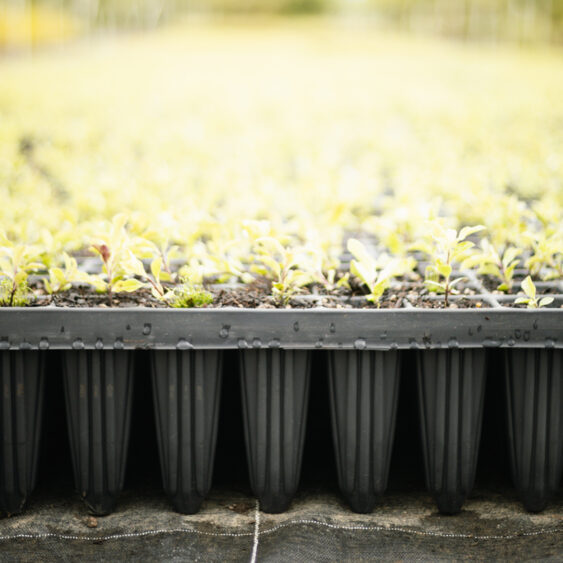40 Cell Seedling Tray