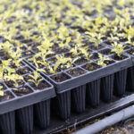 40 Cell Forestry Tray - Close up