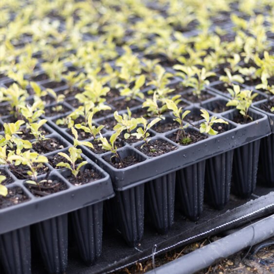 40 Cell Forestry Tray - Close up