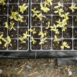 40 Cell Forestry Tray - Top View