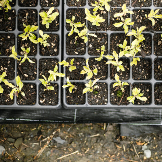 40 Cell Forestry Tray - Top View