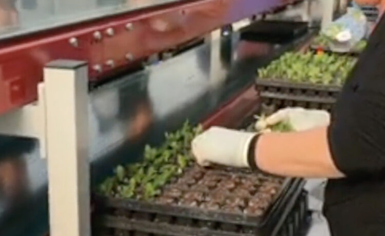 DAROS Cutting:Sticking Line