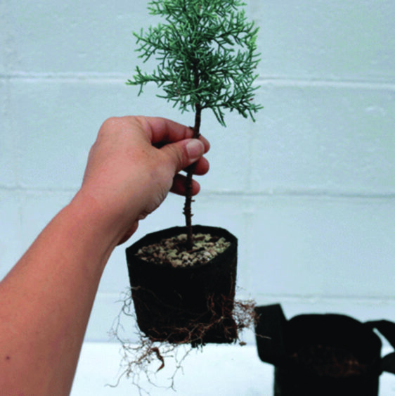 Root Pouch Propagation Bag