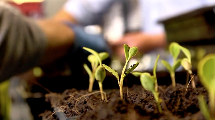 Rural Design DA ROS Tray Filler