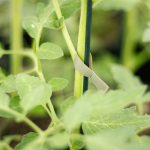 W-TAPE - Tapener Tape_1