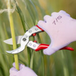 1-ARVA8Z_ARS Anvil Secateur 20cm_8