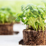 FibreCell Paper Pot Machines