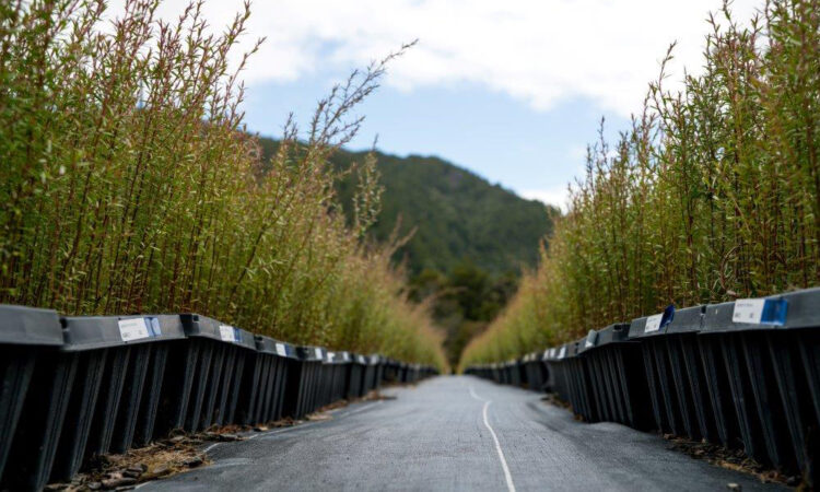 Kauri Park Nursery_Main Image