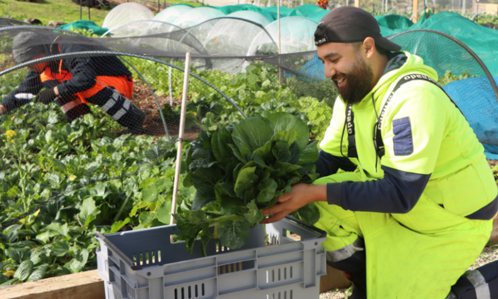 New Growth for Pourewa Nursery_3