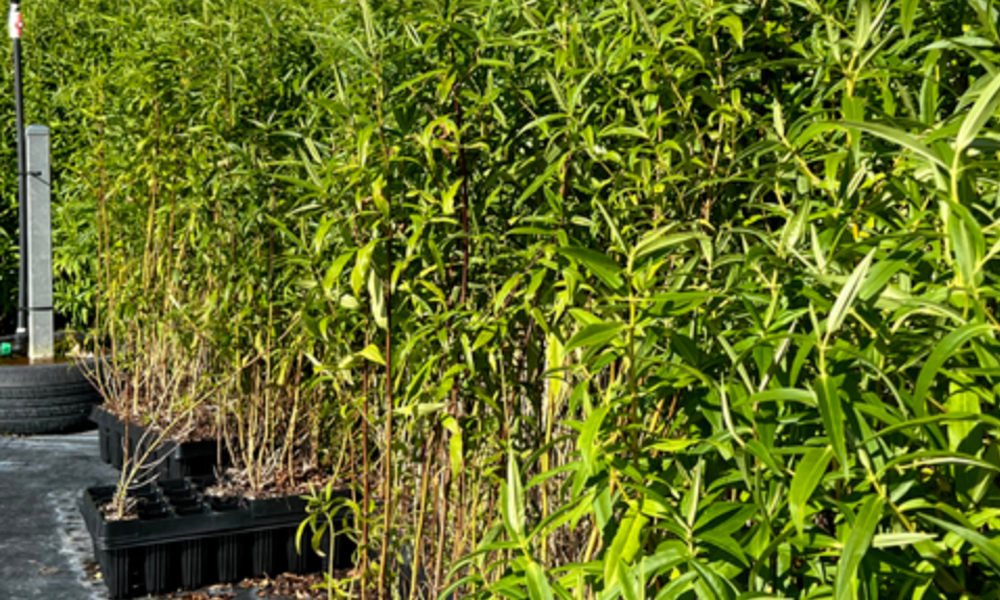 New Growth for Pourewa Nursery_6