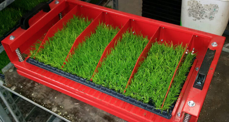 Primehort DaRos Manual Plug Popper