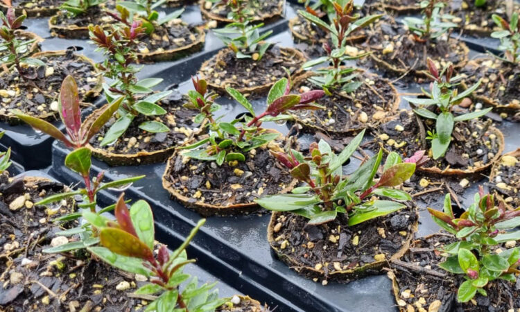 FertilPot_2_Main Image