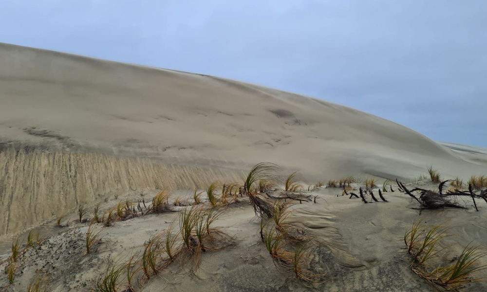 Mangawhai Planting Day_Main Image 4