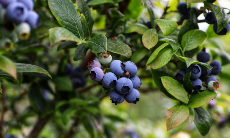 Blueberry_Main Image