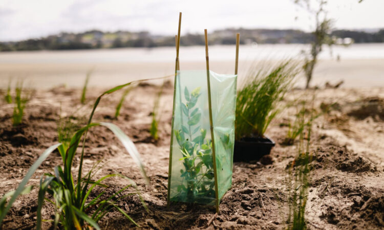 Cultivating community - one little plant at a time!_Main Image