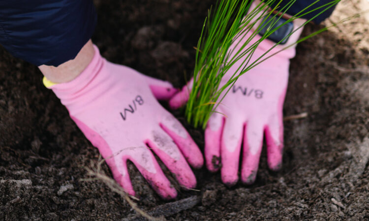 Growing vegetables from seed – A guide for home gardeners_Main Image