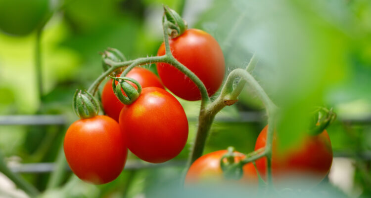 PrimeHort Tomato Tower Video