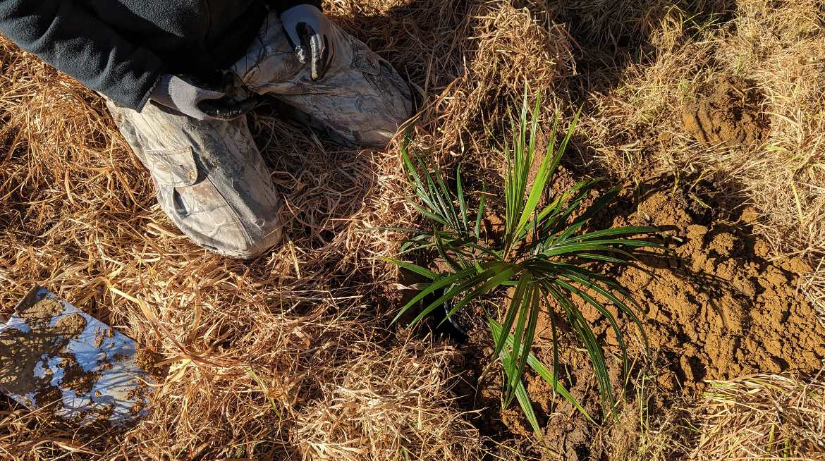 Smartgro Fertiliser Helps Nurture a Kiwi Colony_2