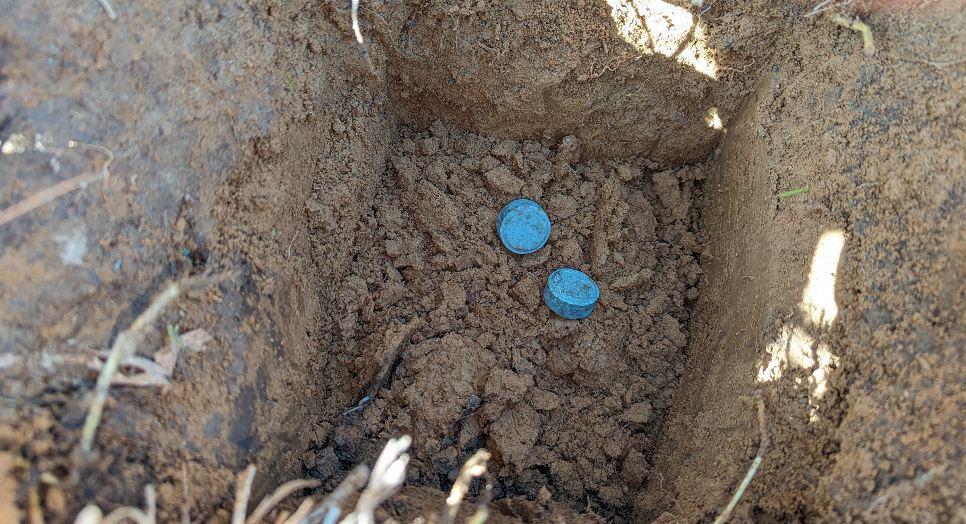 Smartgro Fertiliser Helps Nurture a Kiwi Colony_4