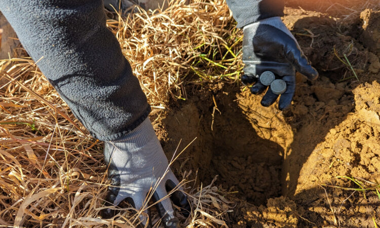 Smartgro Fertiliser Helps Nurture a Kiwi Colony_Main Image