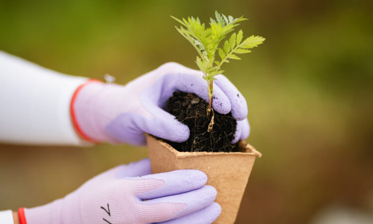 Eco Fibre Pots for Greener Gardens_Main Image_1