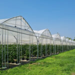 Multispan Greenhouses