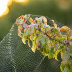 Bird Netting