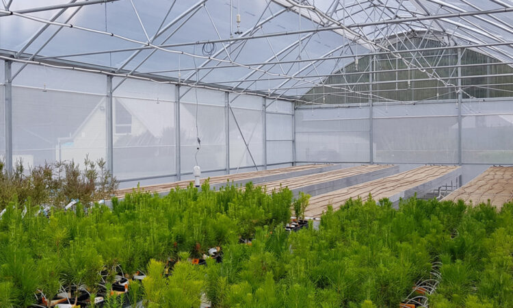 NZ Forestry Industry Insights