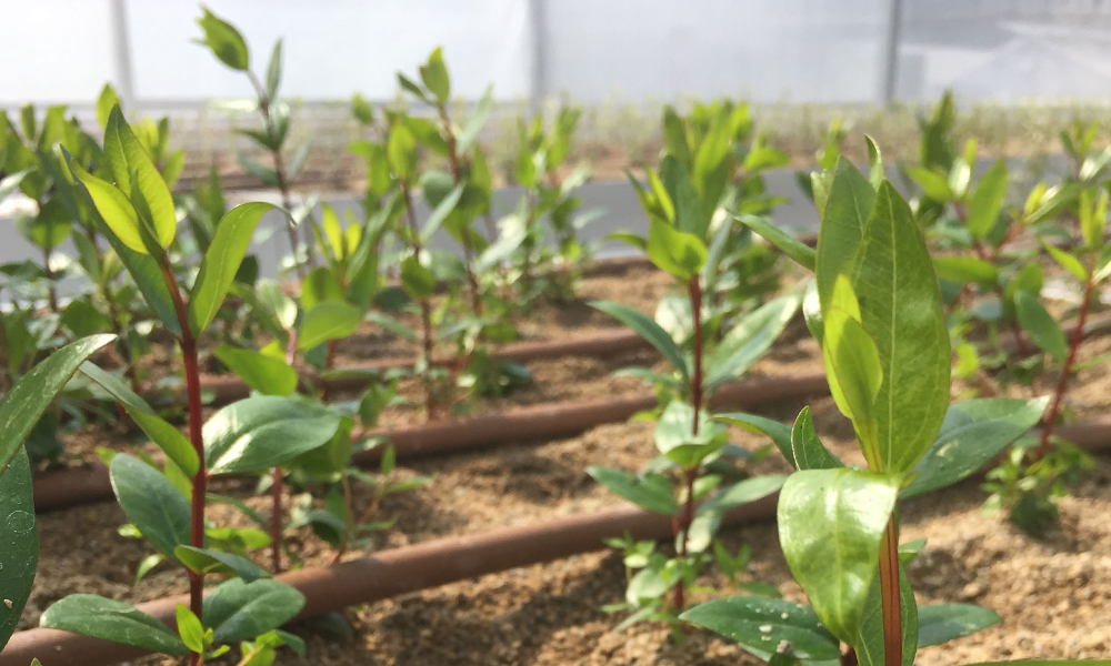 PrimeHort Website Blog_NZ Forestry Industry Insivghts_2