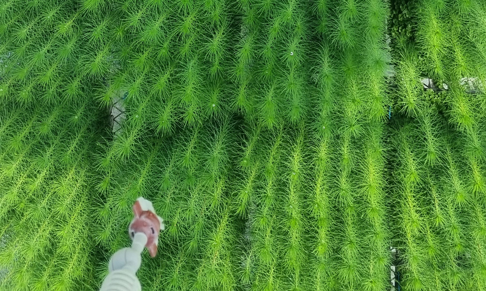 PrimeHort Website Blog_Reflecting on a landmark project for Scions_3