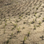 SmartGro Jute Matting