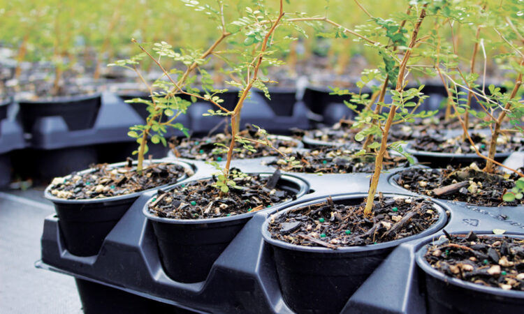 PrimeHort Website Blog_Horticultural Glossary to Nursery Pots, Planter Bags & Trays_1