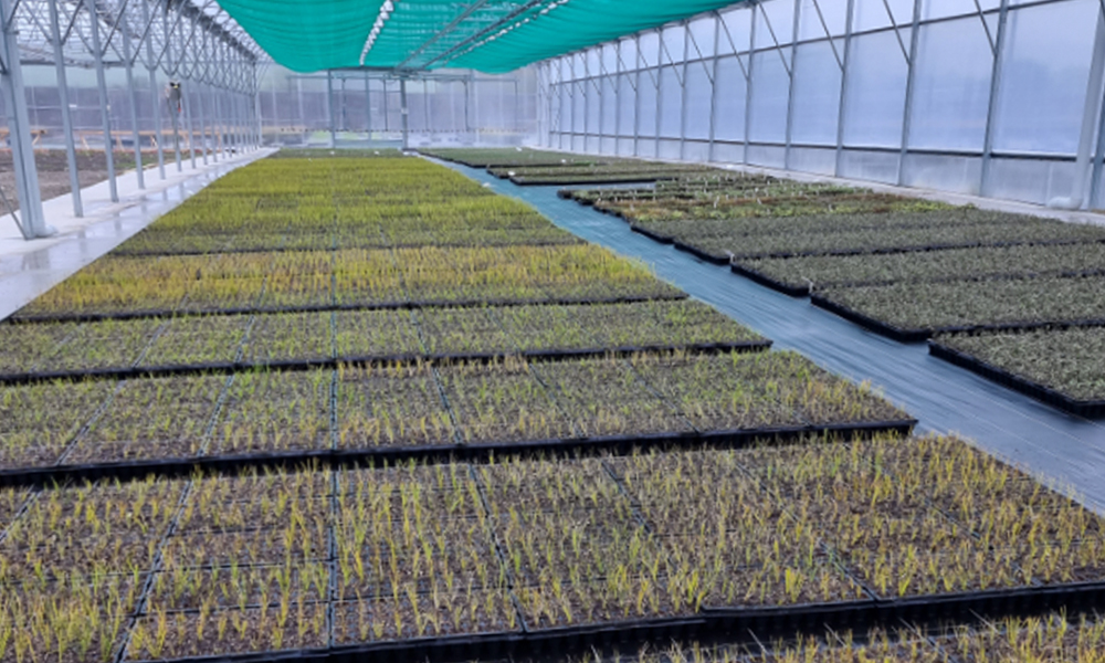 PrimeHort Website Blog_Horticultural Glossary to Nursery Pots, Planter Bags & Trays_4