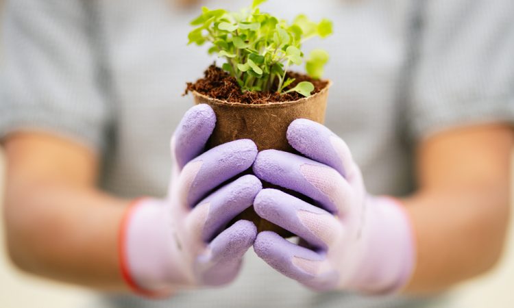 PrimeHort Website Blog_Tips & Tricks for Young Green Thumbs_1