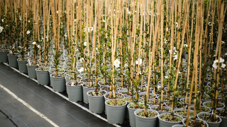 PH Web Thumb - Bamboo Cane