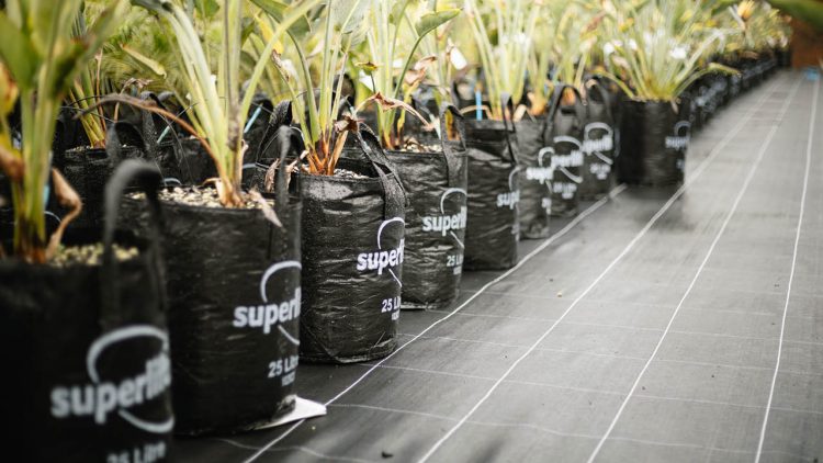 PH Web Thumb - Superlifts