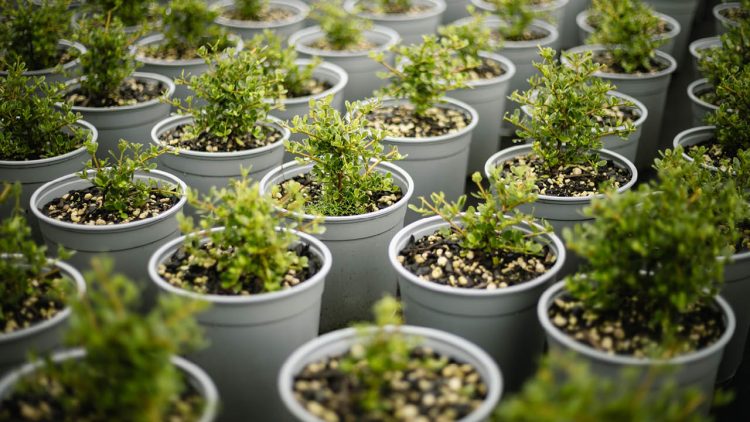 PH Web Thumb - Tui Grey Pots