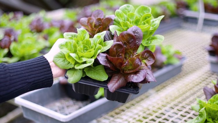 PH Web Thumb - 4 Cell - Kericell