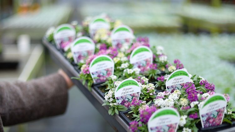 PH Web Thumb - 6 Cell - Kericell