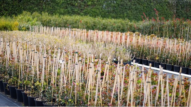 PH Web Thumb - Awa Bamboo