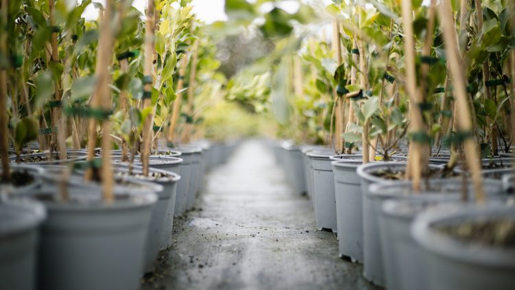 PH Web Thumb - Awa Thermo