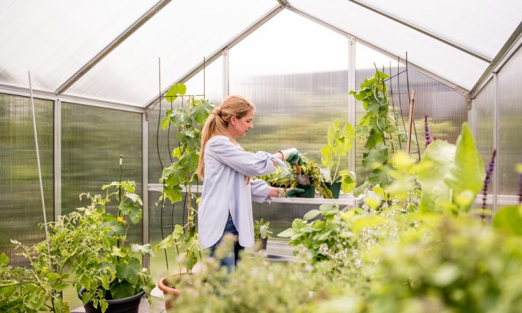 PrimeHort Website Blog_Greenhouse Tips & Tricks for Home Gardeners_1