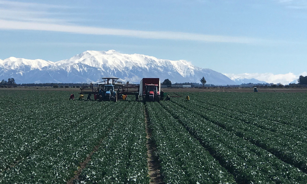 PrimeHort Website Blog_LeaderBrand Scales Up Irrigation_2