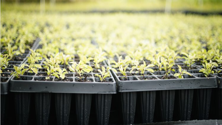 PH Web Thumbs Restore Native