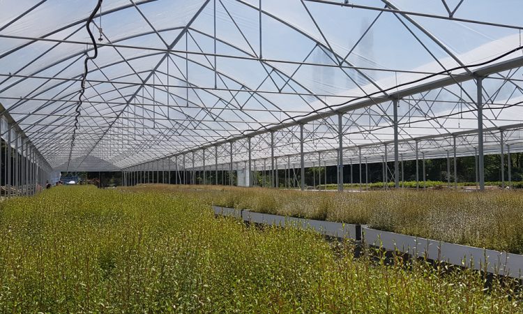 PrimeHort Website Blog_A Greenhouse for Minginui Nursery_1