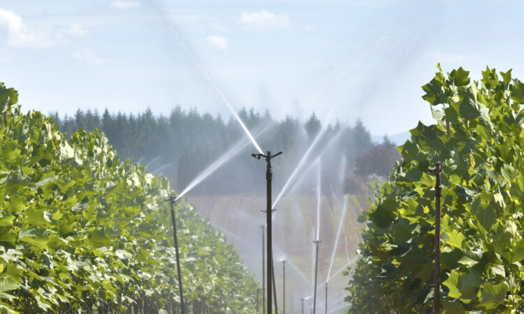 Automated watering to maximise crop yields_1