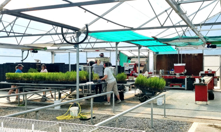 Automation does the heavy lifting for Southern Cypresses_1