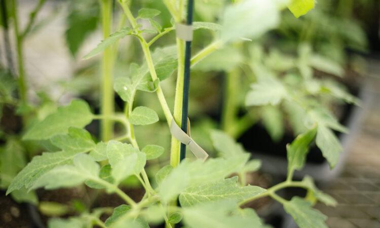 Keep Trees Safe this Planting Season_2